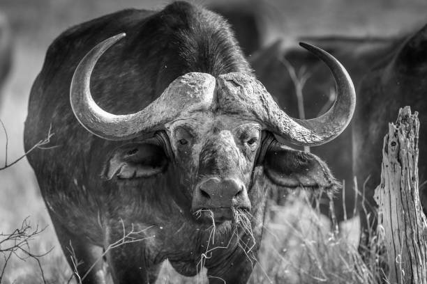 istock African Buffalo - Tanzania 1316222325