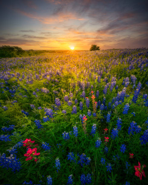 istock Stunning Sunset Over a Rural Texas Wildflower Field 1316222743
