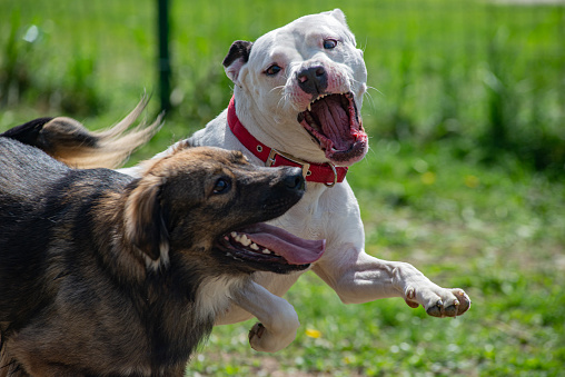 Two dogs are fighting in their play, white pitbull terrier is aiming to bite a brown dog outdoors.