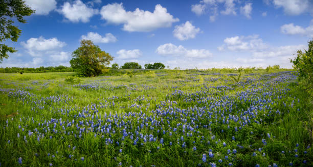 istock Serene Bluebonnet-filled Pasture in Rural North Texas 1316223962