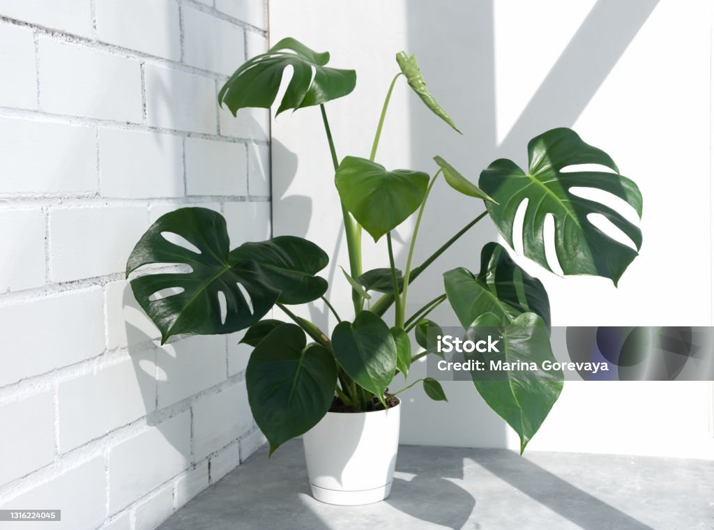 Beautiful monstera deliciosa or Swiss cheese plant in the sun against the background of a brick white wall Beautiful monstera deliciosa or Swiss cheese plant in the sun against the background of a brick white wall. Home plant in a modern interior. Interior Design. Monstera Stock Photo