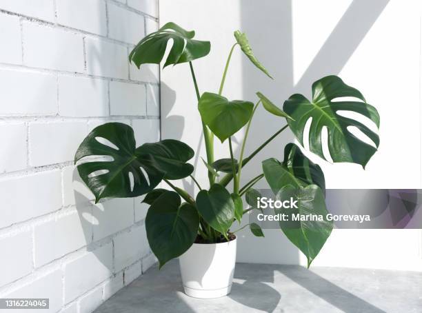 Beautiful Monstera Deliciosa Or Swiss Cheese Plant In The Sun Against The Background Of A Brick White Wall Stock Photo - Download Image Now