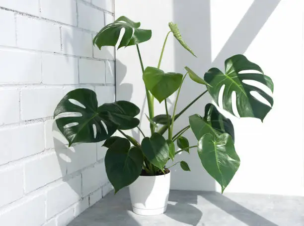 Beautiful monstera deliciosa or Swiss cheese plant in the sun against the background of a brick white wall. Home plant in a modern interior. Interior Design.