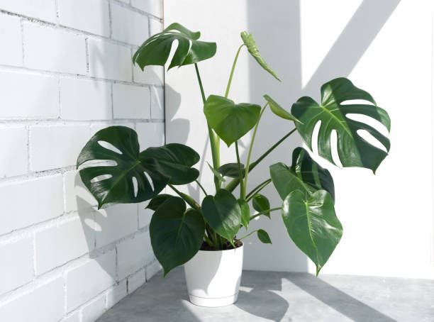 linda monstera deliciosa ou planta de queijo suíço ao sol contra o fundo de uma parede branca de tijolo - cheese plant - fotografias e filmes do acervo