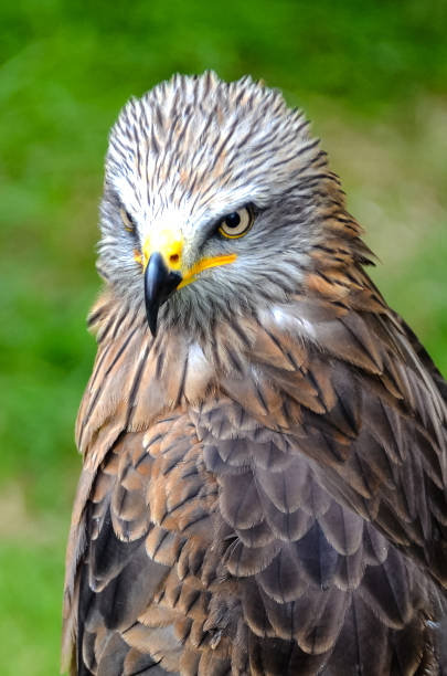 istock View of the kite bird at rest 1316224189