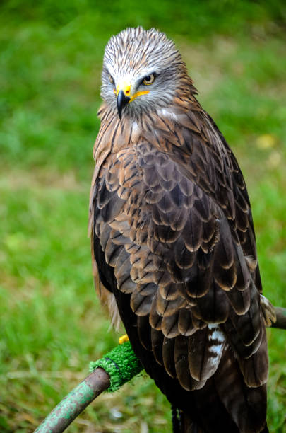 istock View of the kite bird at rest 1316224194