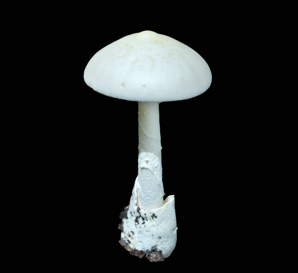 istock Poisonous mushroom fly-agaric (Amanita virosa) 1316224486