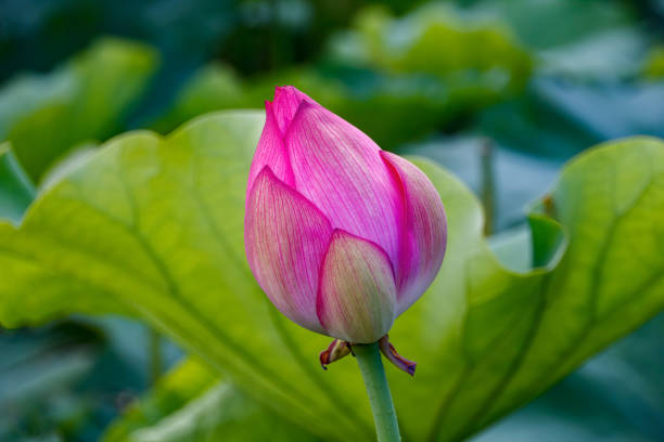 bocciolo di fiore di loto rosa. yokohama, prefettura di kanagawa giappone. - lotus japan water lily vegetable garden foto e immagini stock