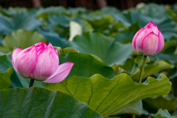inchiostro boccioli di fiore di loto. yokohama, prefettura di kanagawa giappone. - lotus japan water lily vegetable garden foto e immagini stock