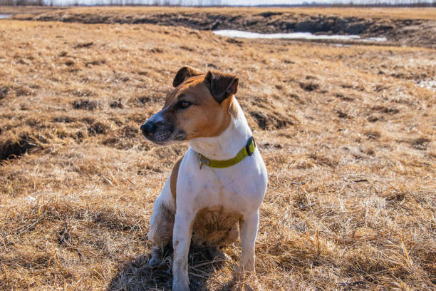 Jack Russell Terrier Terrier after hunting. Jack Russell Terrier is a breed of hunting dogs bred in the UK. The terrier was bred specifically for burrow hunting. burrow somerset stock pictures, royalty-free photos & images