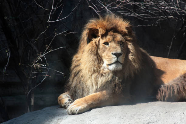 istock biodiversity concept - portrait of lying lion 1316227365