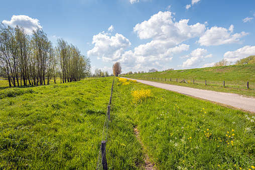 Narrow country road between two dikes. In the center of the image is a long fence of wooden posts with barbed wire. It is spring in the Netherlands and several wild flowers are already in full bloom.