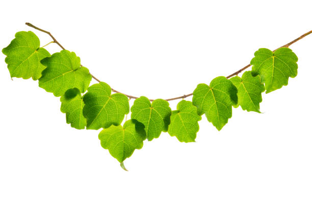 jovem ramo verde isolado em fundo branco, close-up - cambered - fotografias e filmes do acervo