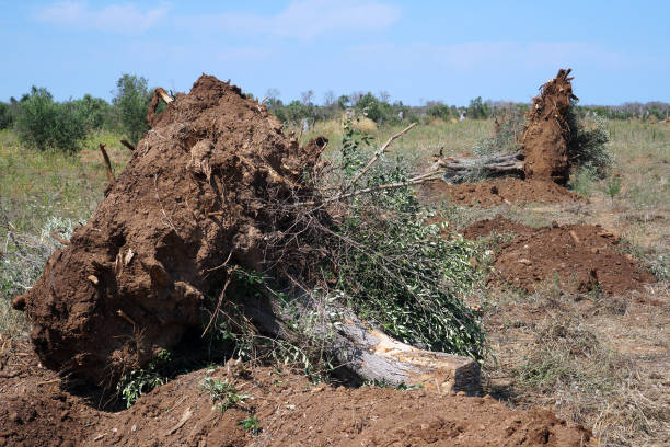 istock olive trees died of xylella disease 1316231124