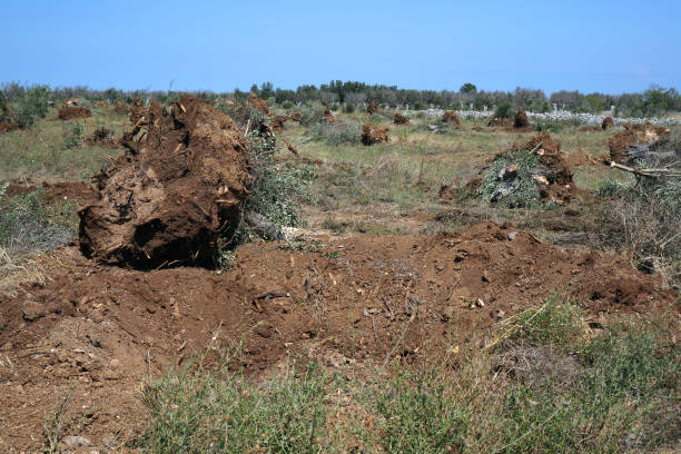 istock olive trees died of xylella disease 1316231131