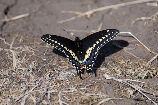 Black Swallowtail landed on the ground in PA