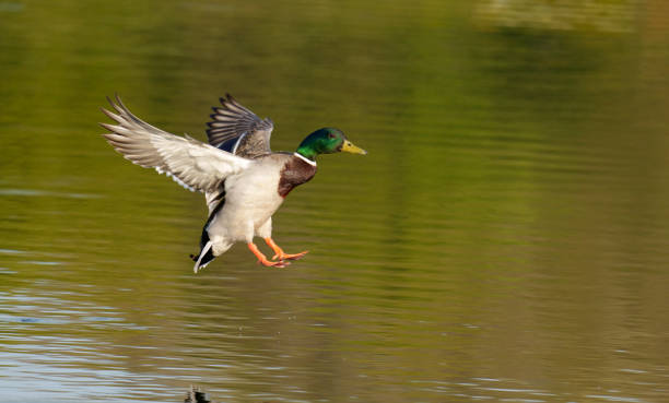 istock Mallard, Anas platyrhynchos 1316232623