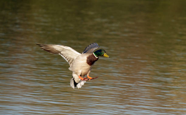 istock Mallard, Anas platyrhynchos 1316232671