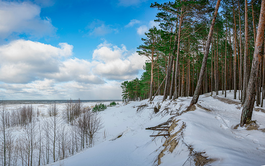 View of pine trees forest near covered in snow sea coast during sunny winter day with blue sky with clouds.