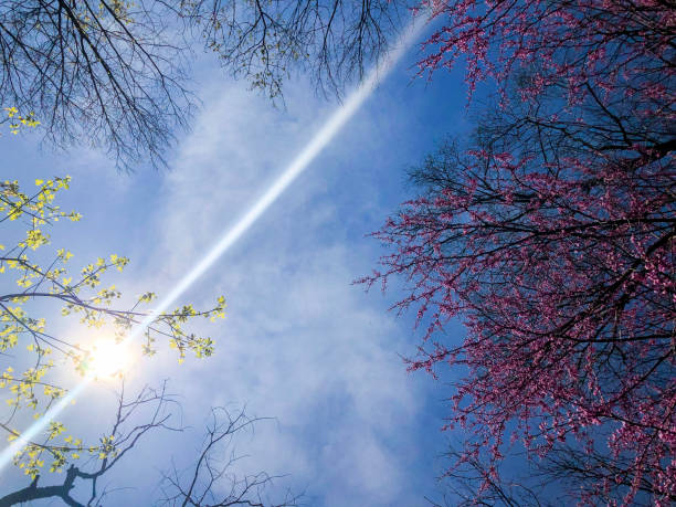 A view from the ground looking up.  The Spring trees are budding and the sun is bursting forth with light as you look up upon a beautiful blue sky.