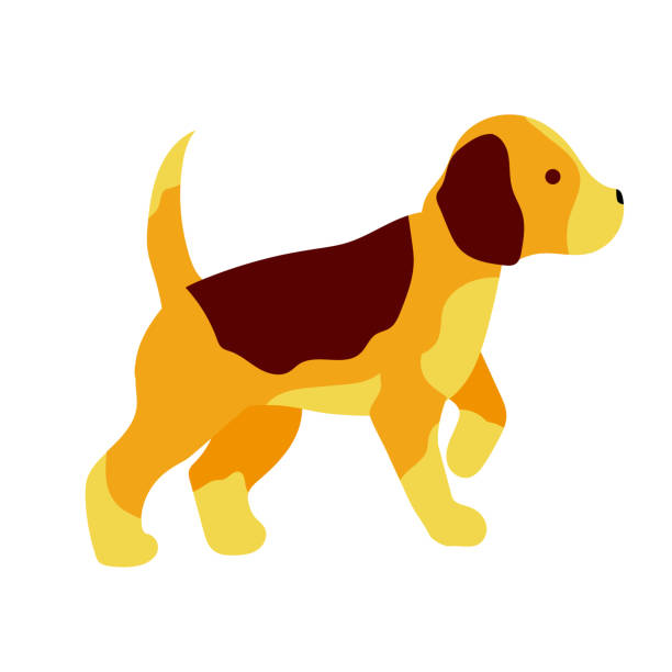 ilustrações, clipart, desenhos animados e ícones de cão. filhote de beagle. cão de caça. ilustração vetorial de estoque isolada em fundo branco. - dachshund dog white background hunting dog