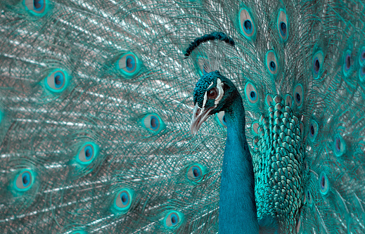 Portrait of beautiful peacock with feathers out (large and brightly bird).