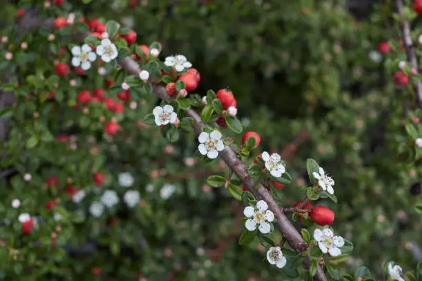 white flower and red fruit of Cotoneaster microphyllus evergreen shrub