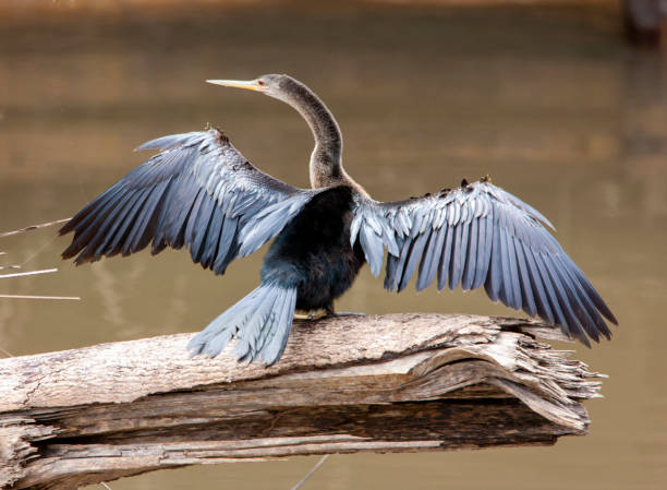 istock Costa Rica Cormorant 1316238007