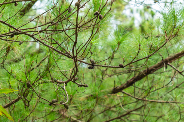 istock Pine trees with needles in the pine forest, Vietnam. 1316239005