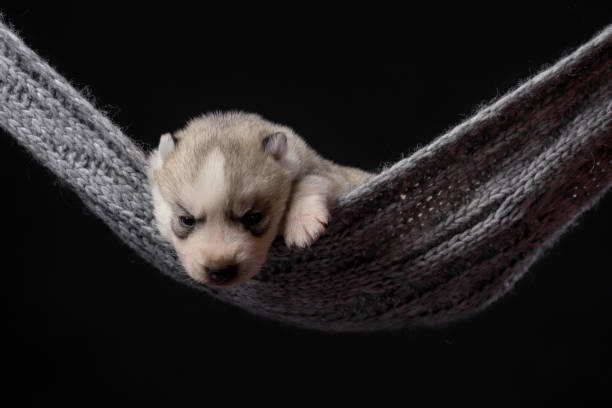 istock Cute Siberian Husky 2 week old puppy on a black background 1316239397