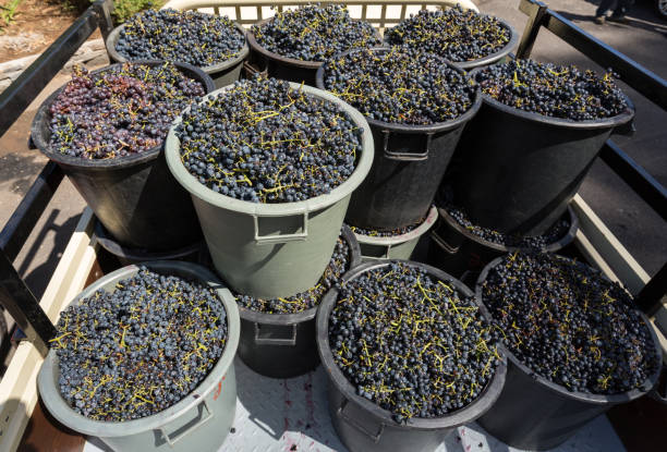 istock Containers with grapes after finished grape harvest in Madeira 1316239434