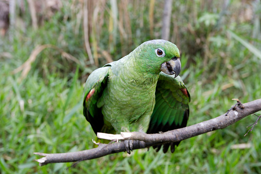 Mealy Parrot Amazona farinosa