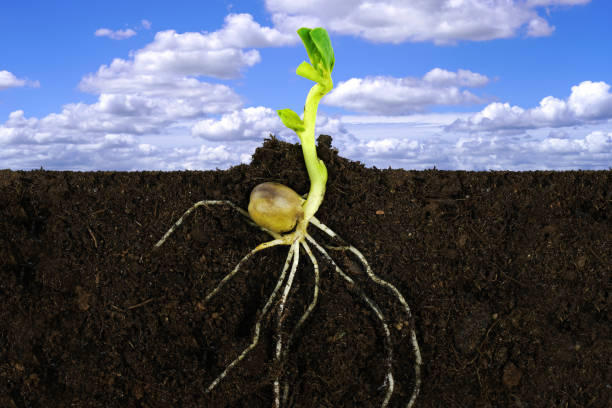 istock Growing sprout plant and roots under ground with blue sky. 1316241108