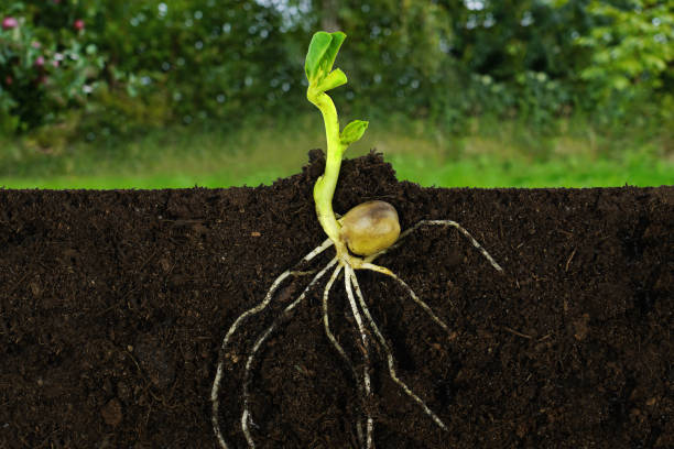 istock Growing sprout plant and roots under ground in a garden. 1316241262