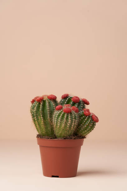 istock Cactus with flower in a brown pot. Flowering cactus 1316242395
