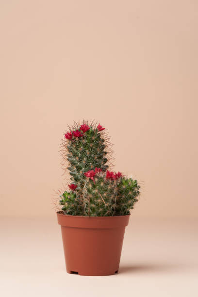 istock Cactus with flower in a brown pot. Flowering cactus 1316242421