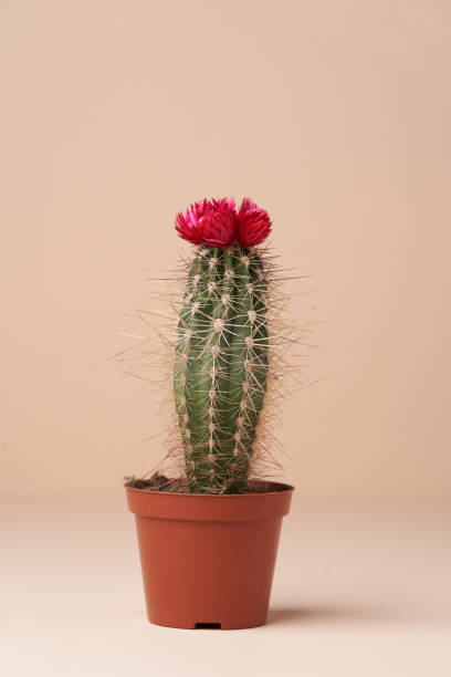 istock Cactus with flower in a brown pot. Flowering cactus 1316242432