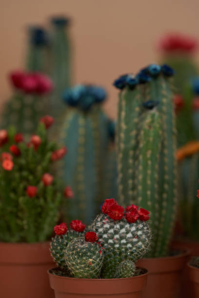 istock Colorful cactus with flowers in a brown pot. Flowering cactus 1316242580