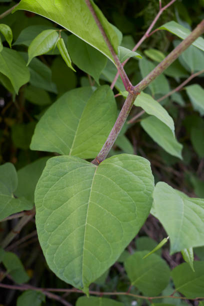 istock Reynoutria japonica close up 1316242934