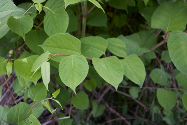 istock Reynoutria japonica close up 1316242953