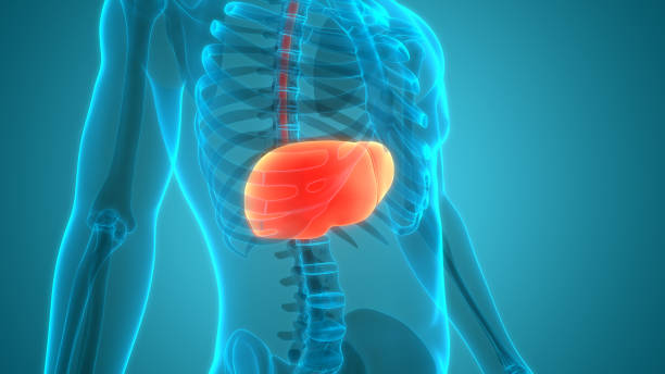 istock Human Internal Digestive Organ Liver Anatomy 1316244335