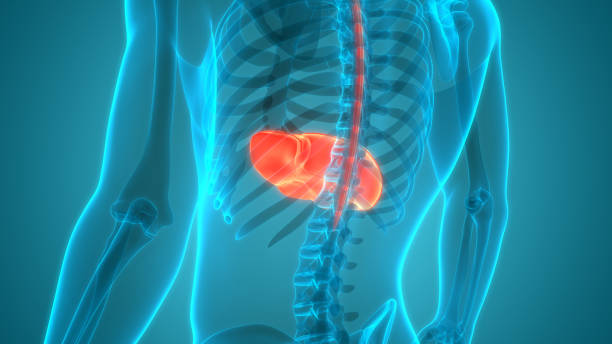 istock Human Internal Digestive Organ Liver Anatomy 1316244350