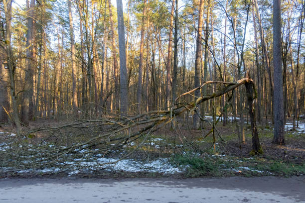 istock Broken tree trunk in the forest next to sidewalk after storm. Fallen trees in the woods after hurricane 1316244832
