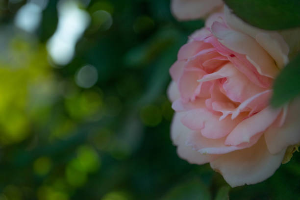 istock Gorgeously blooming roses in the garden 1316245554