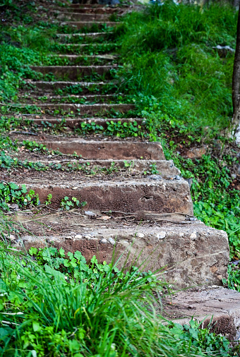 The old stone staircase covered with ivy in forest
