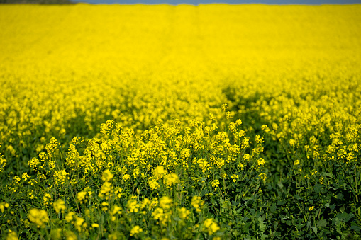 Yellow rape fields in bloom in a sunny day