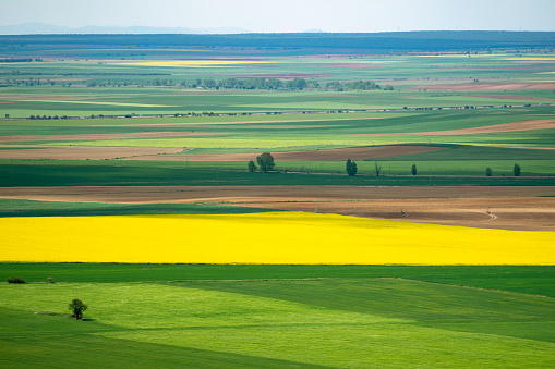 Aerial photo of a fertile cultivated field in bloom during spring season