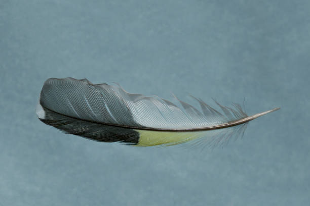 istock A white-black-blue yellow bird feather is arranged in a blue background. 1316246531