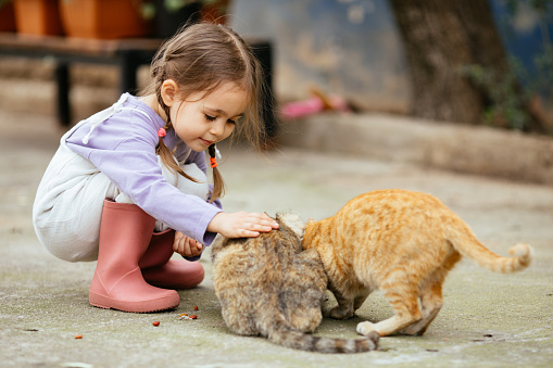 Child playing with cat at house backyard Kids and pets. Girl stroking a cat on the street
