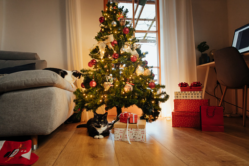 Cats sitting beside Christmas tree in living room